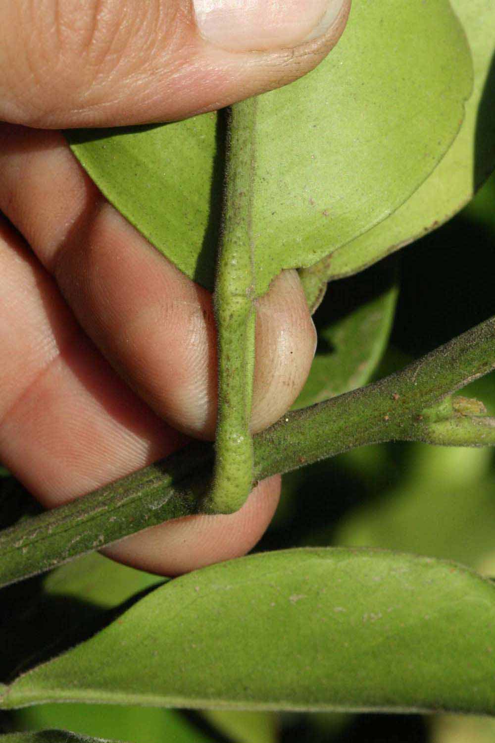              Petiole (Riverside, CA)       